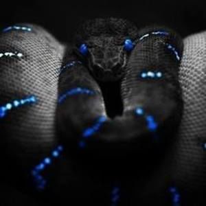 Meet your Posher, Travis